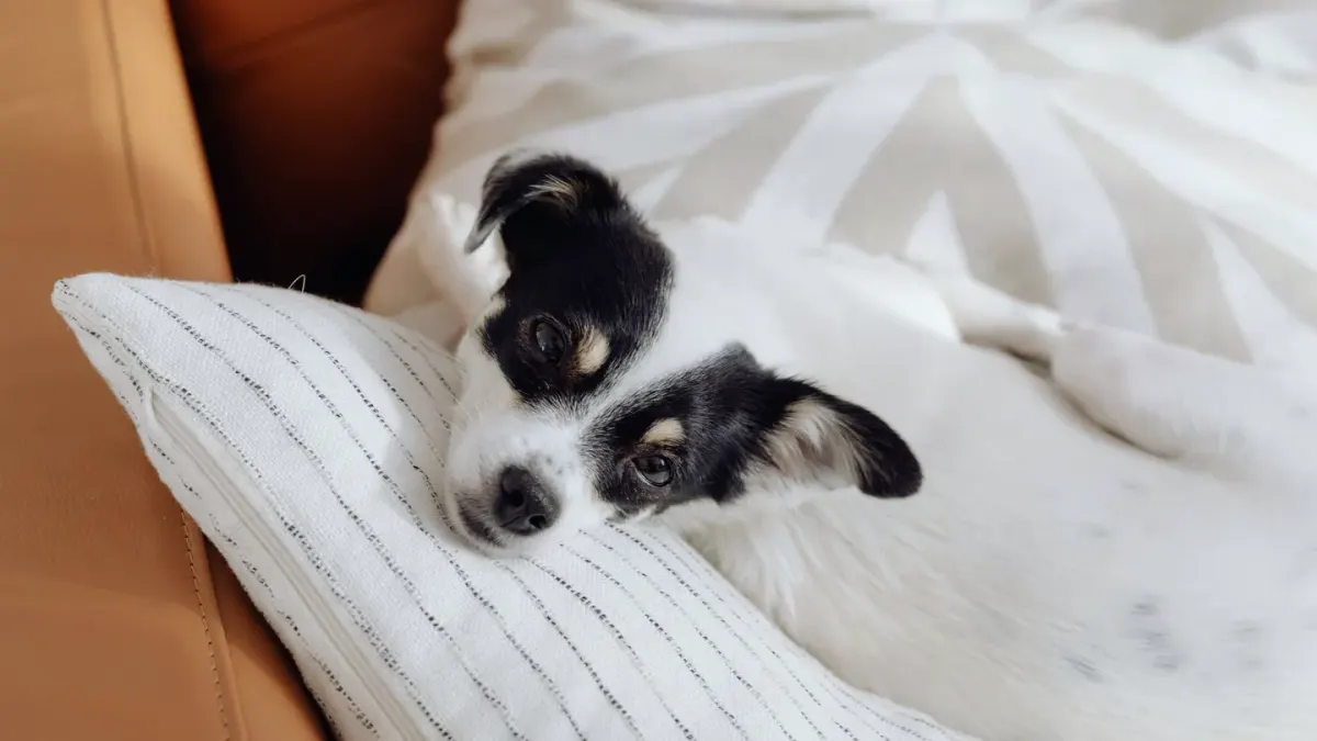 Dog resting at home