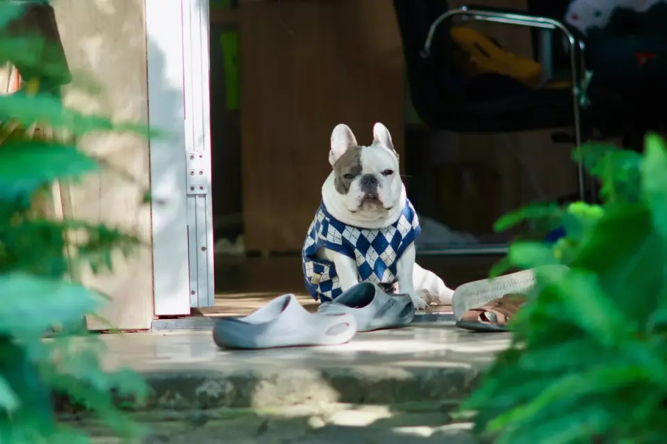 Dog resting at home