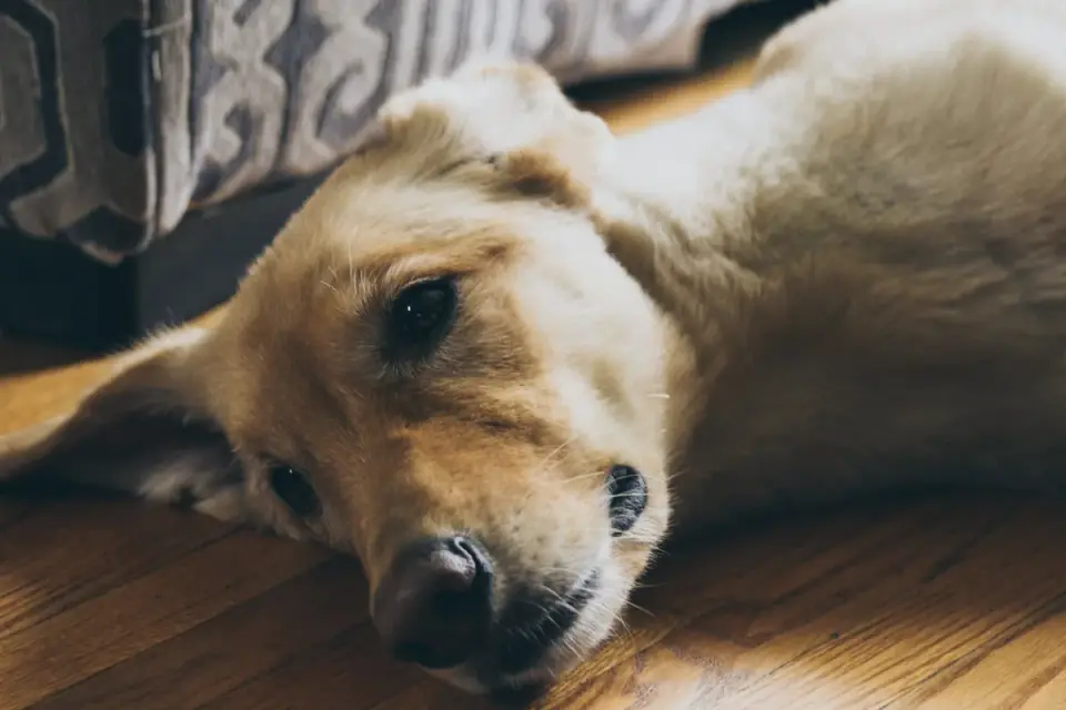 Dog resting at home