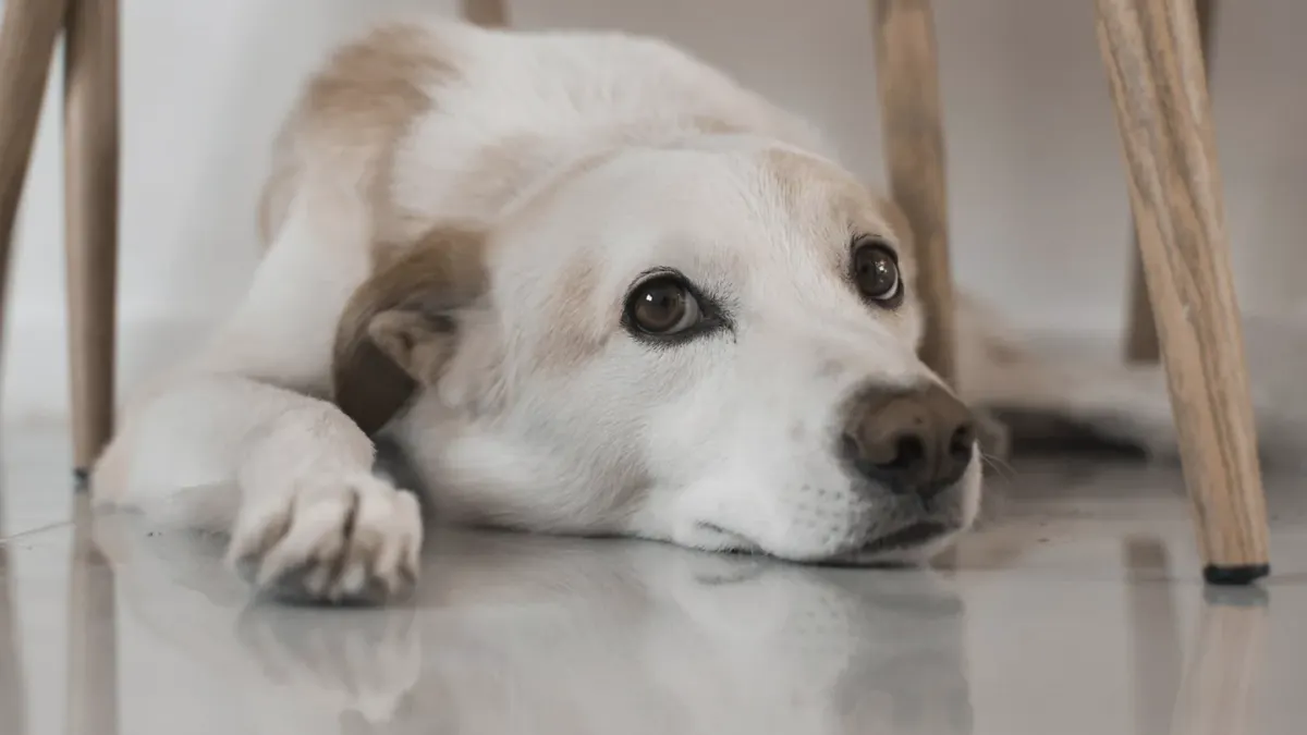 Dog resting at home