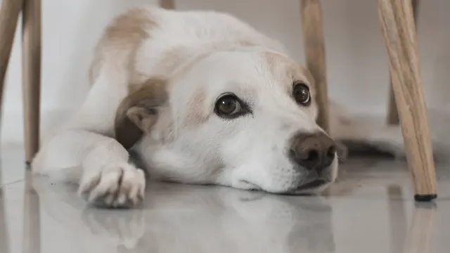 Dog resting at home