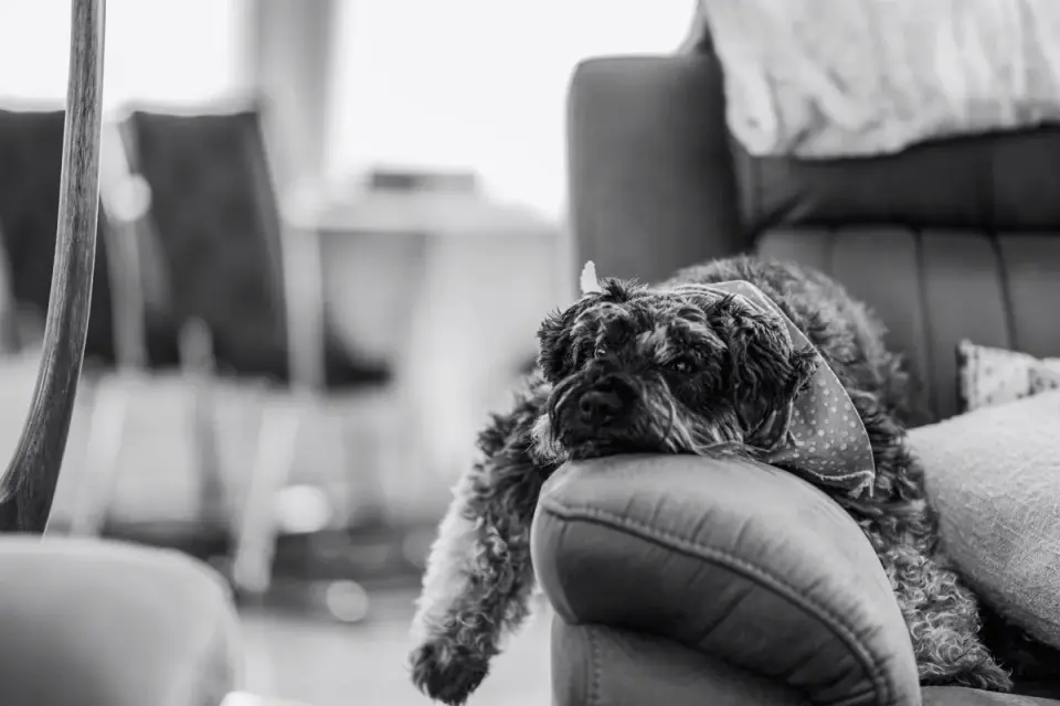 Dog resting at home