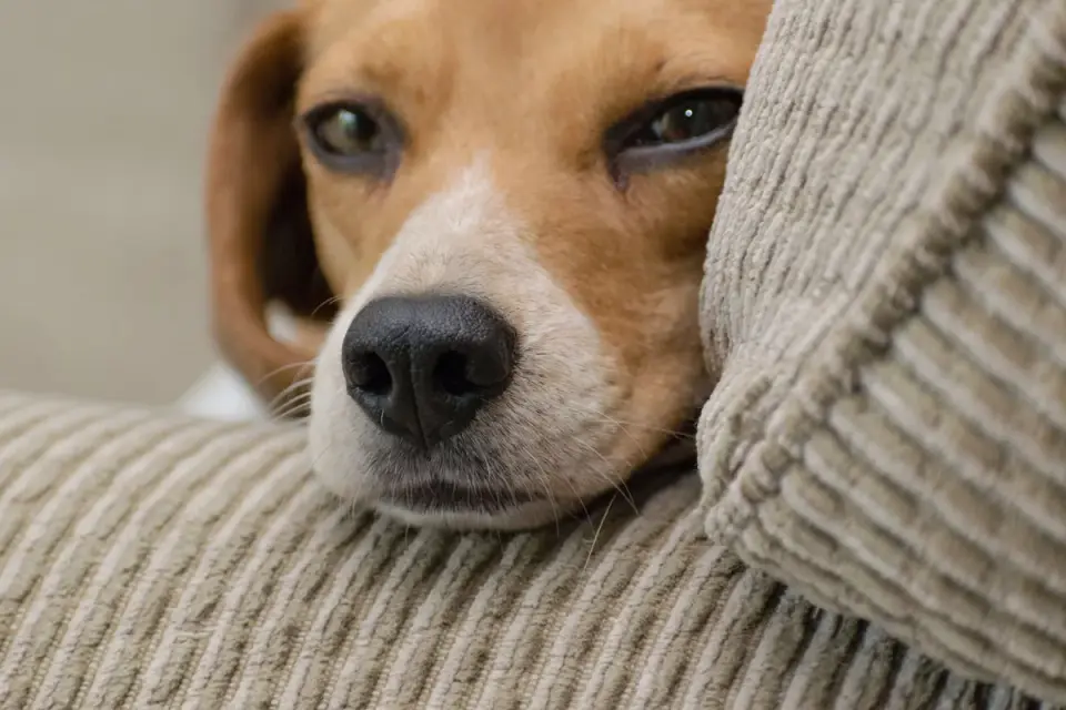 Dog resting at home