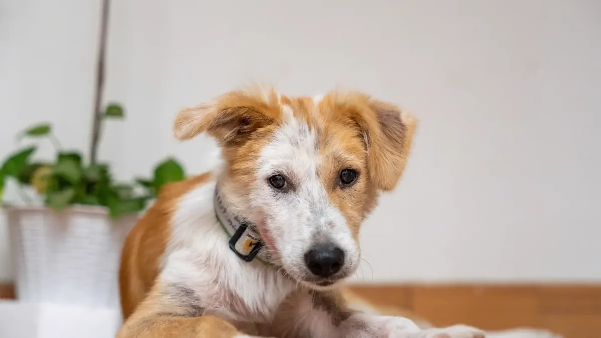 Dog resting at home
