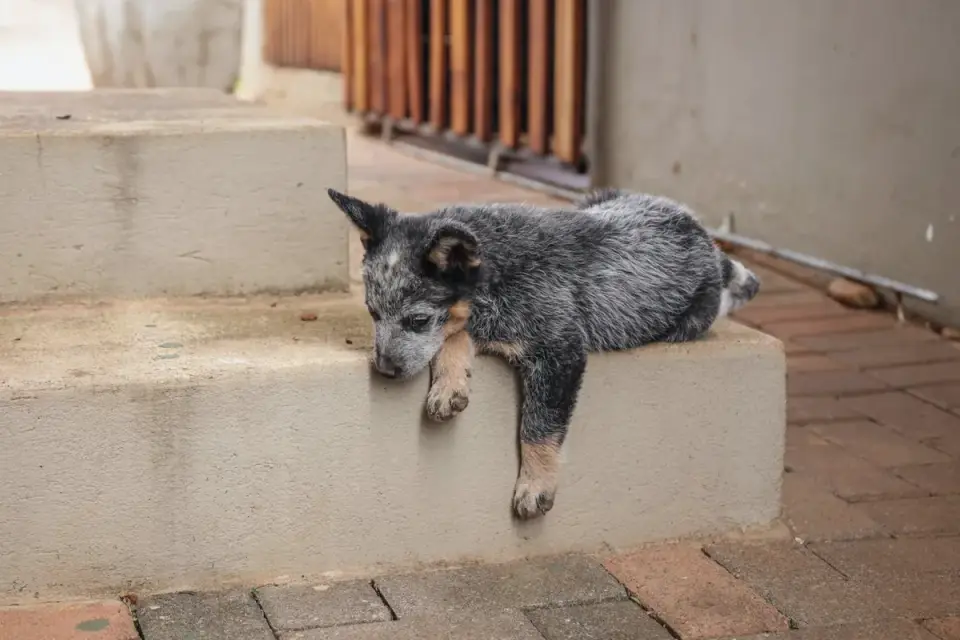 Dog resting at home