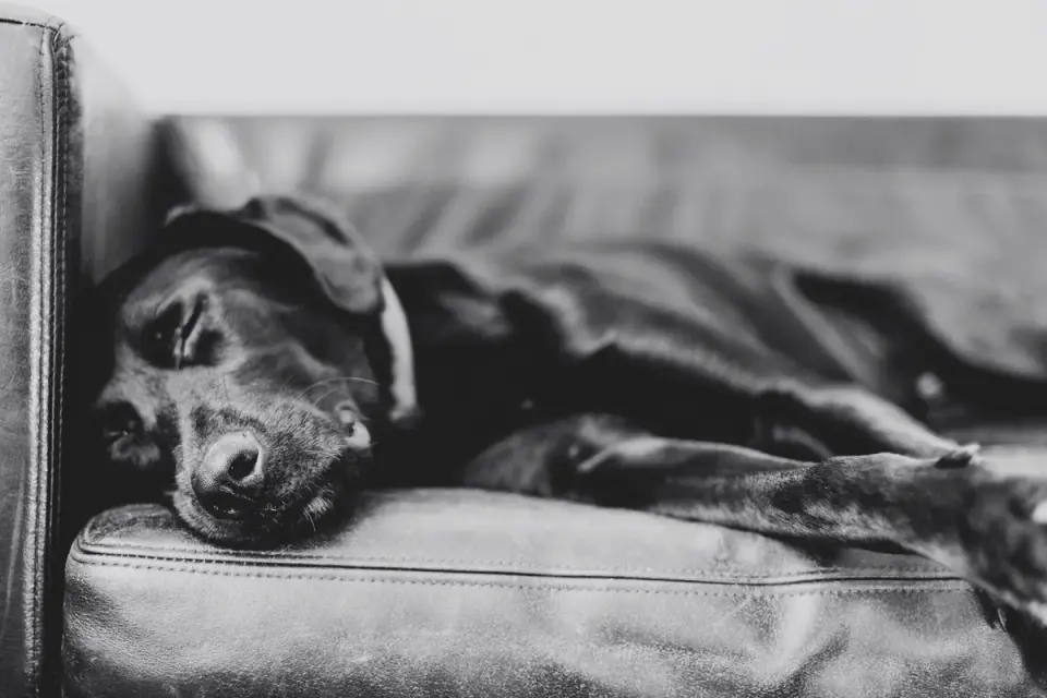 Dog resting at home