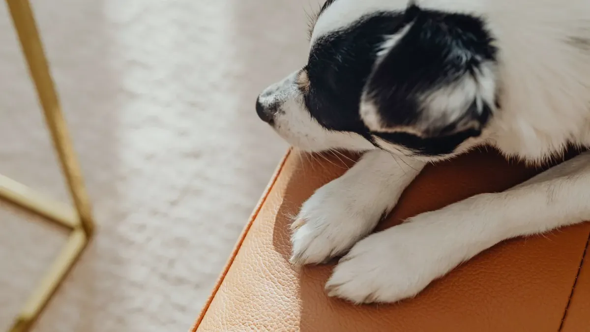 Dog resting at home