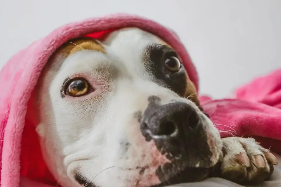 Dog resting at home