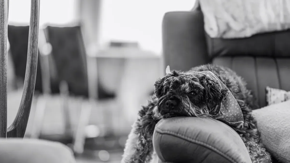 Dog resting at home