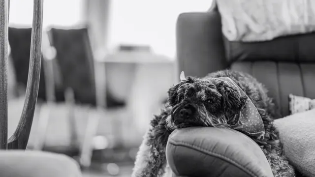 Dog resting at home