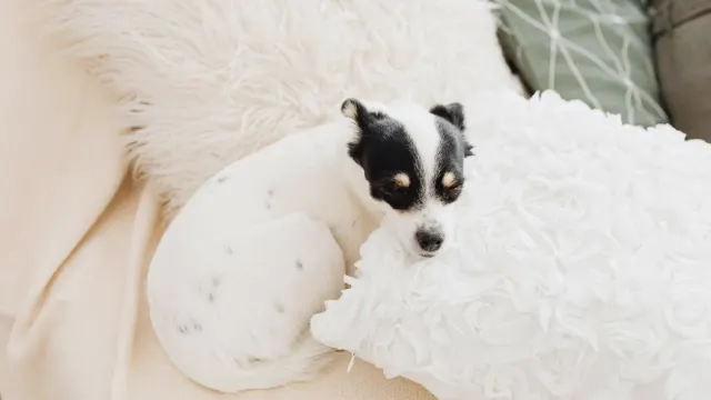 Dog resting at home