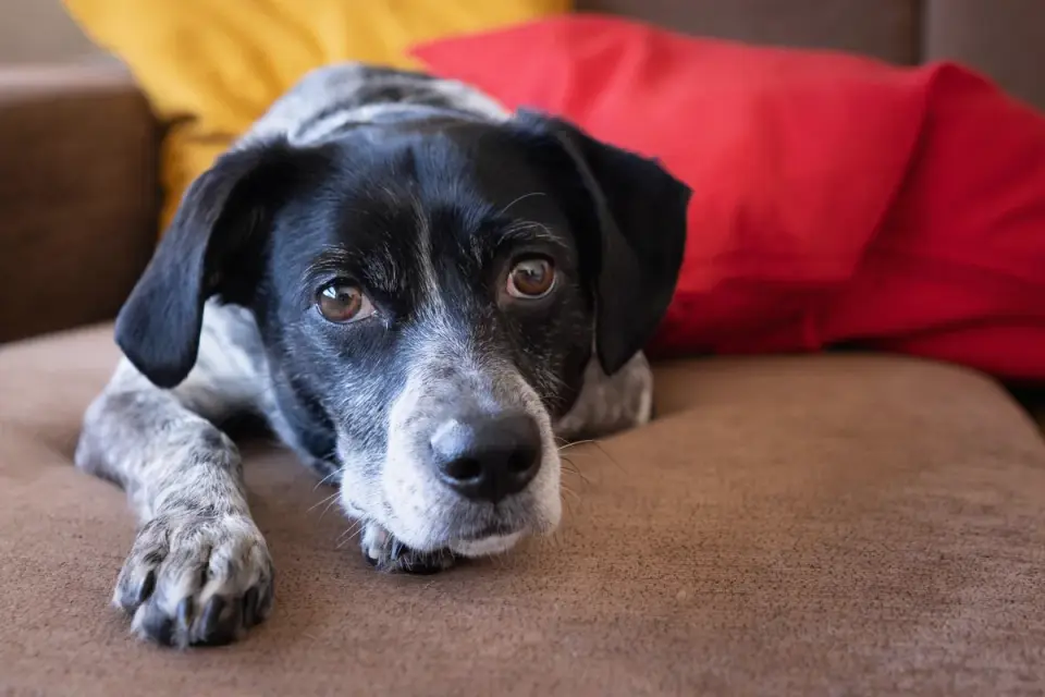 Dog resting at home