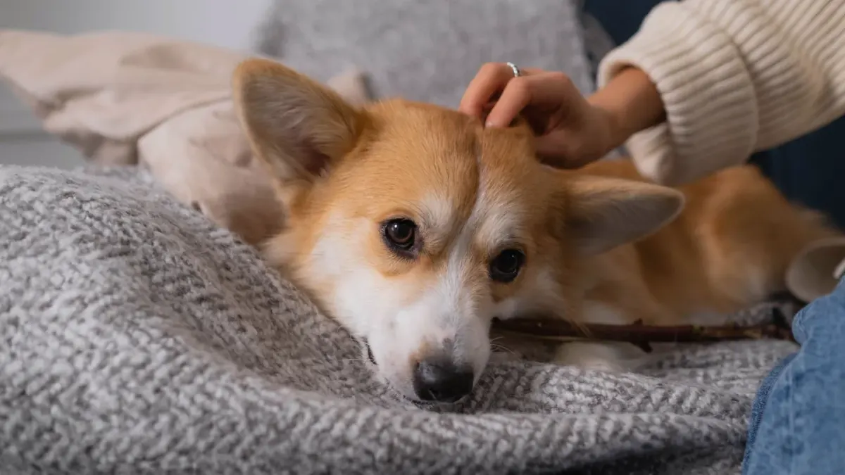 Dog resting at home