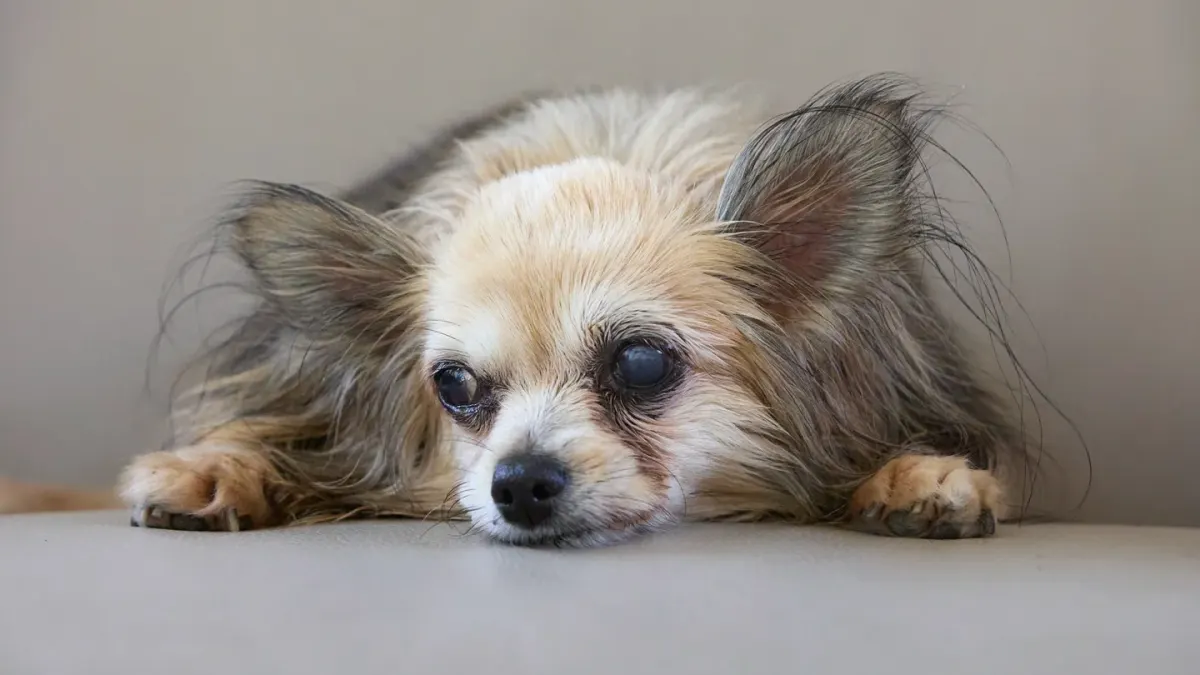 Dog resting at home