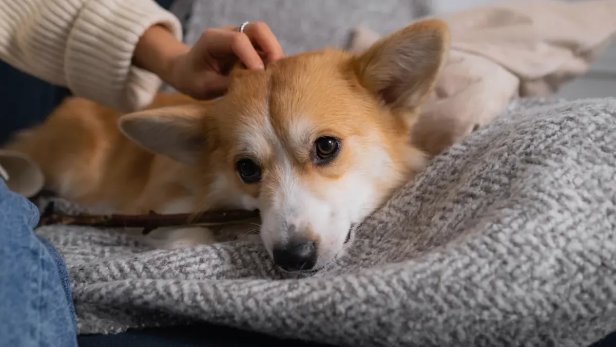 Dog resting at home