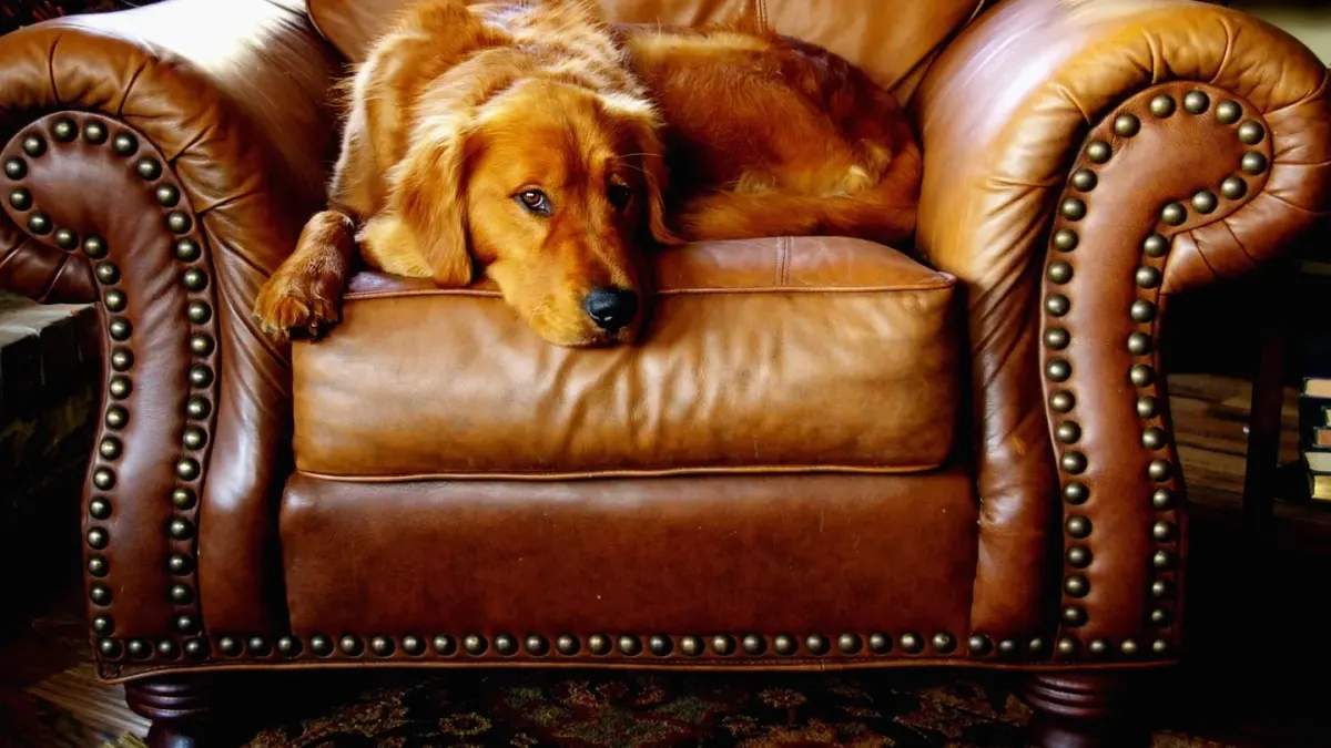 Dog resting at home