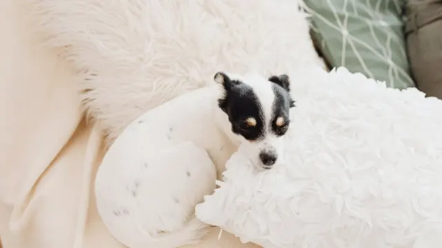 Dog resting at home