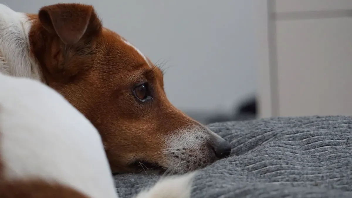 Dog resting at home