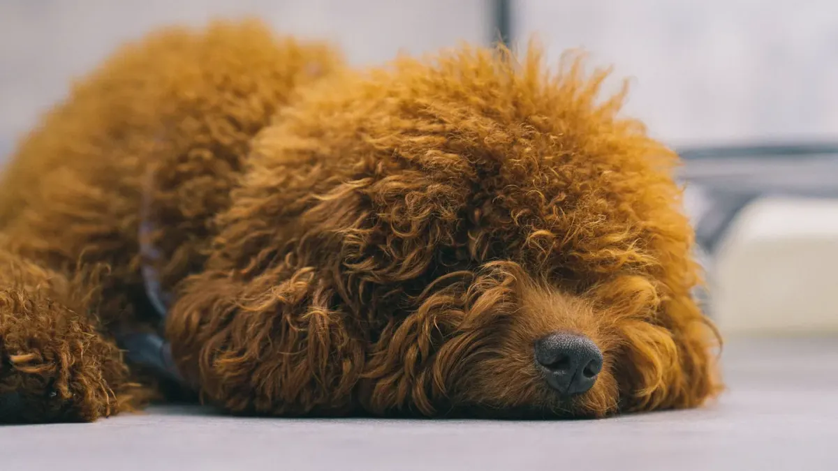 Dog resting at home
