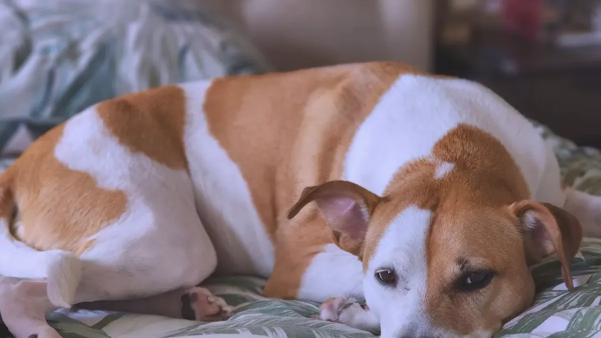 Dog resting at home