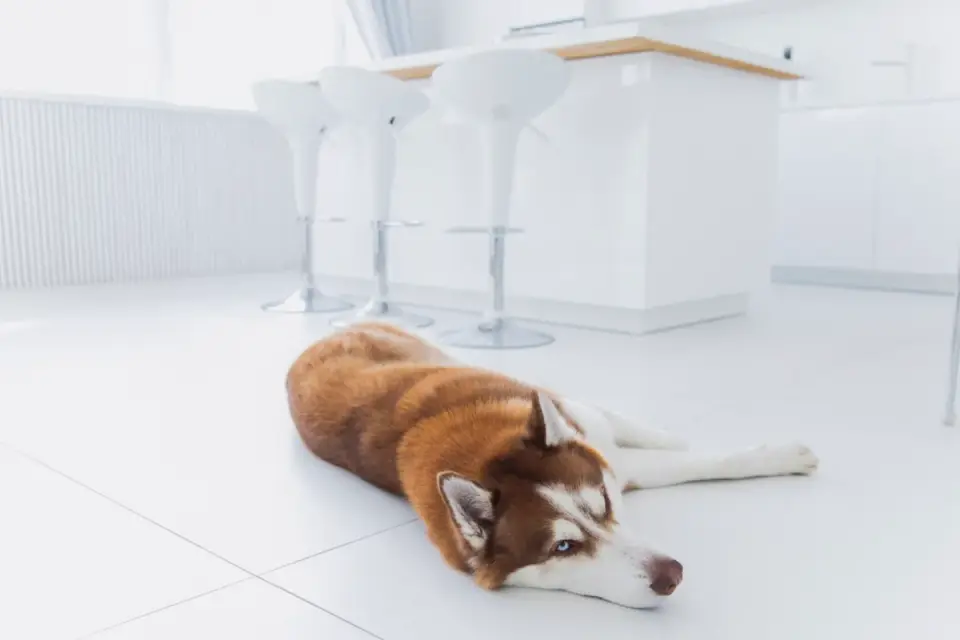 Dog resting at home