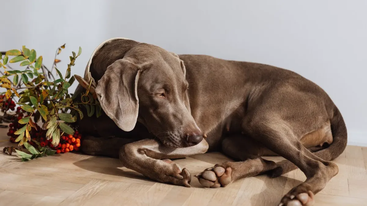 Dog resting at home