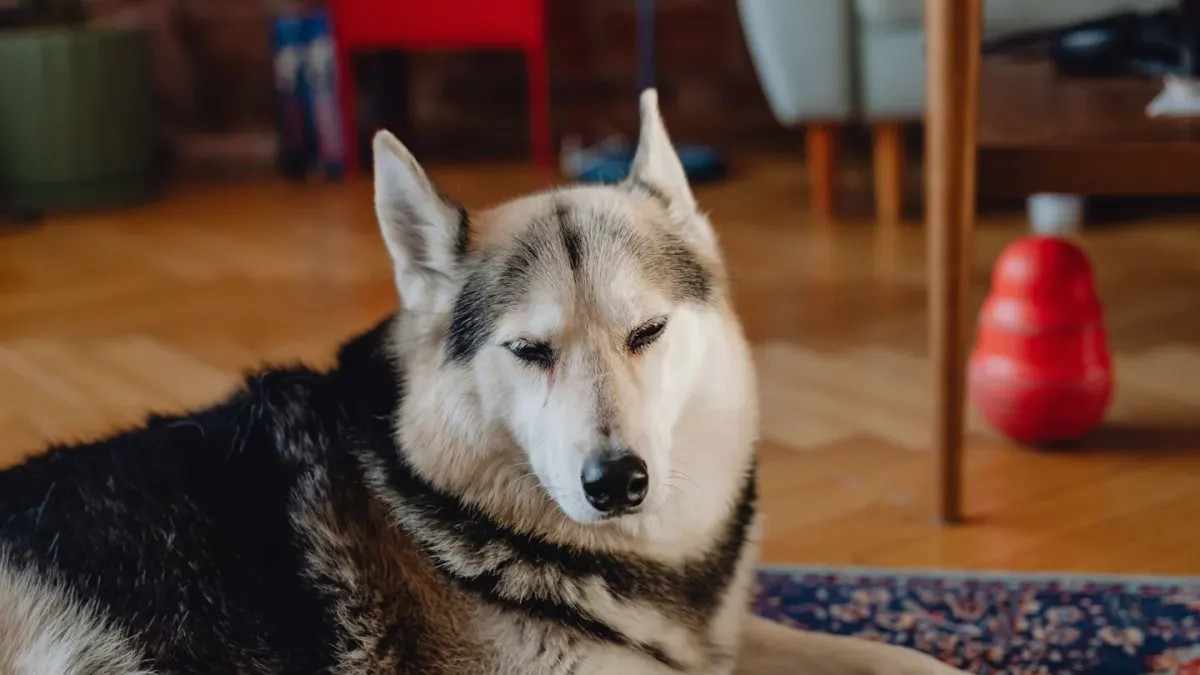 Dog resting at home