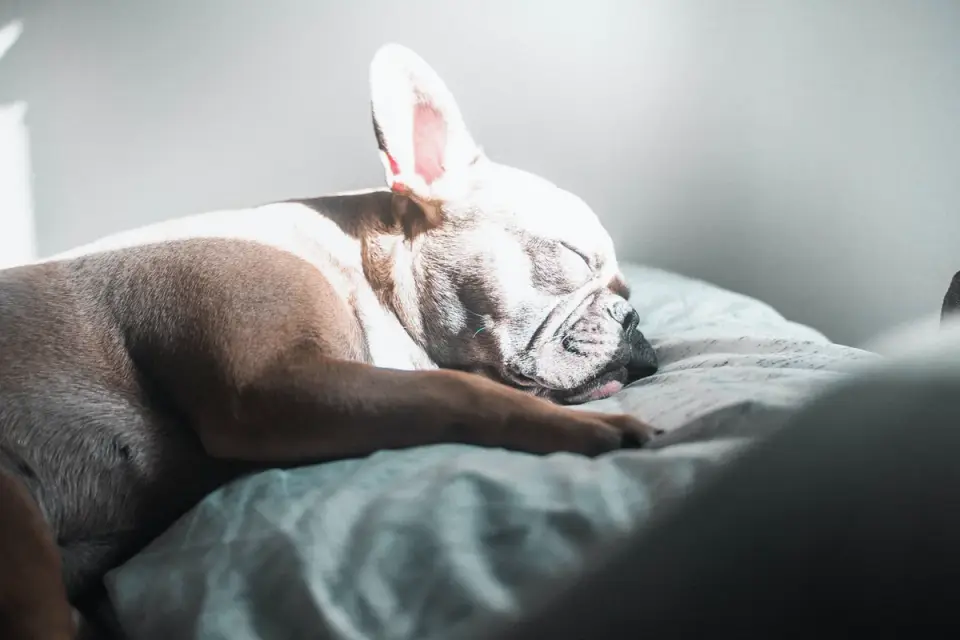 Dog resting at home