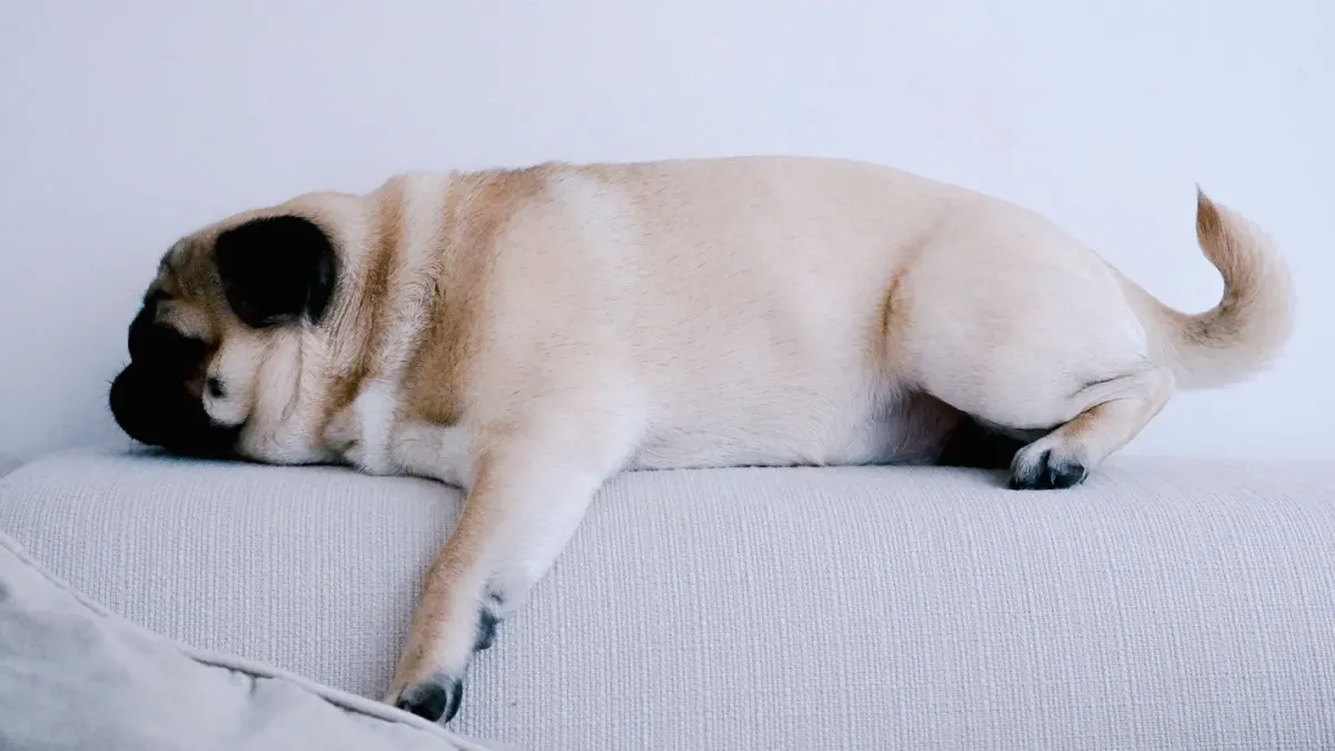 Dog resting at home