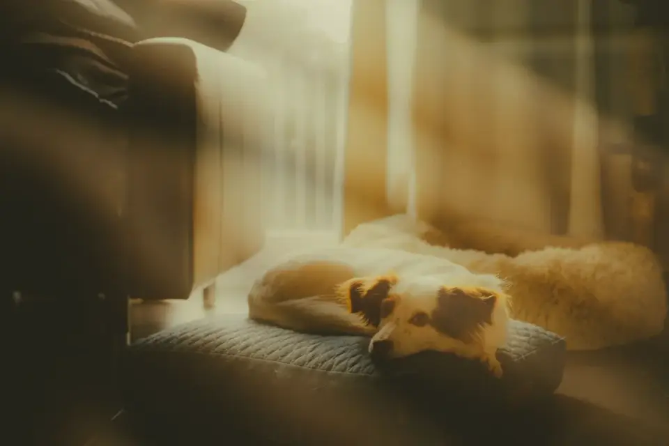 Dog resting at home