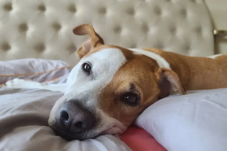 Dog resting at home