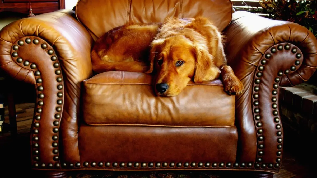 Dog resting at home