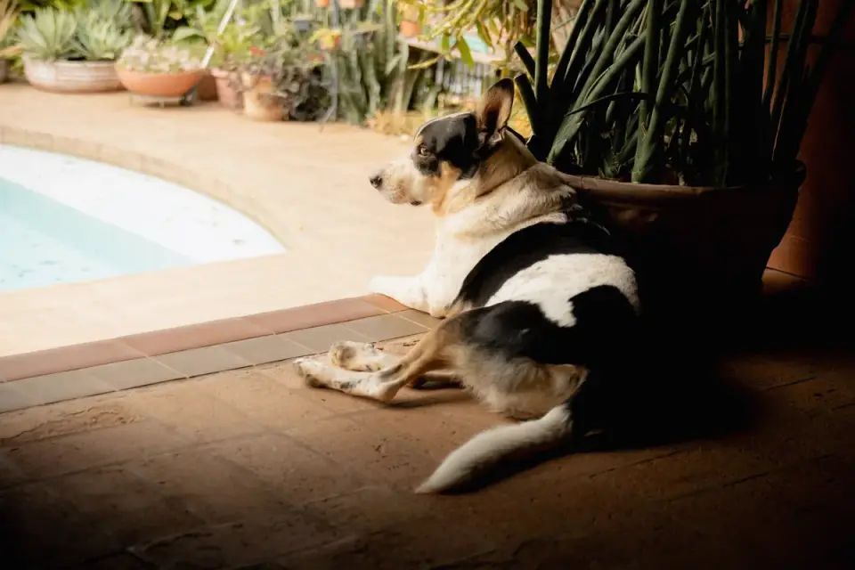 Dog resting at home