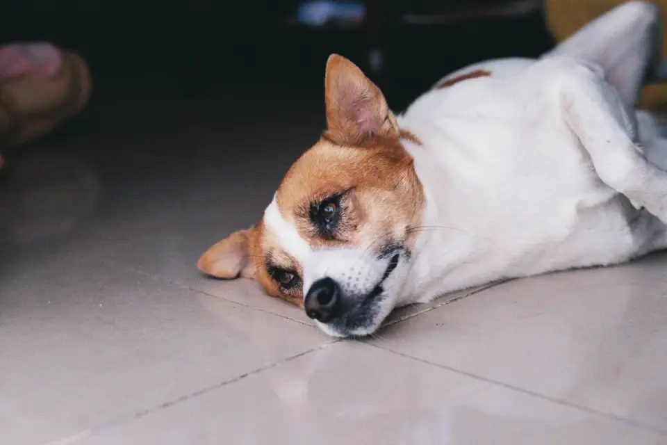 Dog resting at home