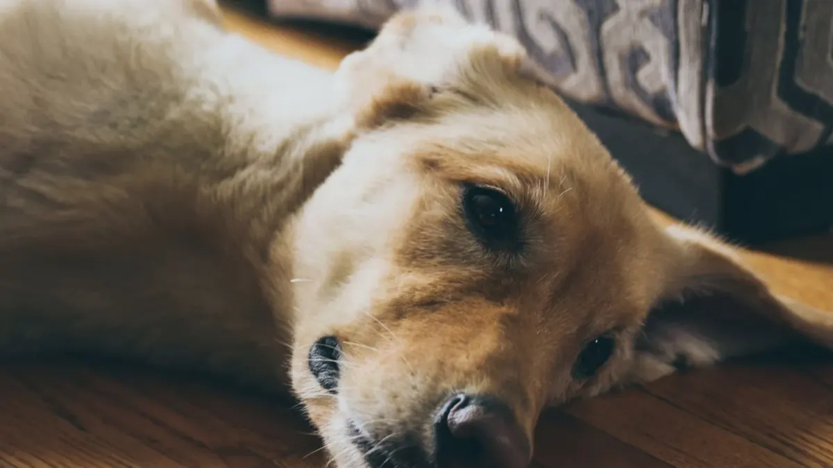 Dog resting at home