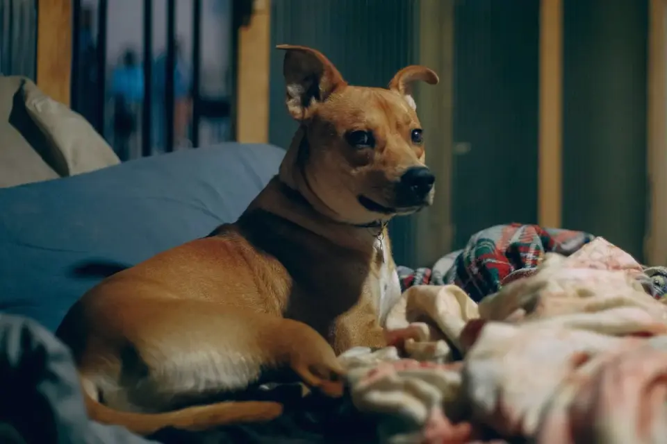 Dog resting at home