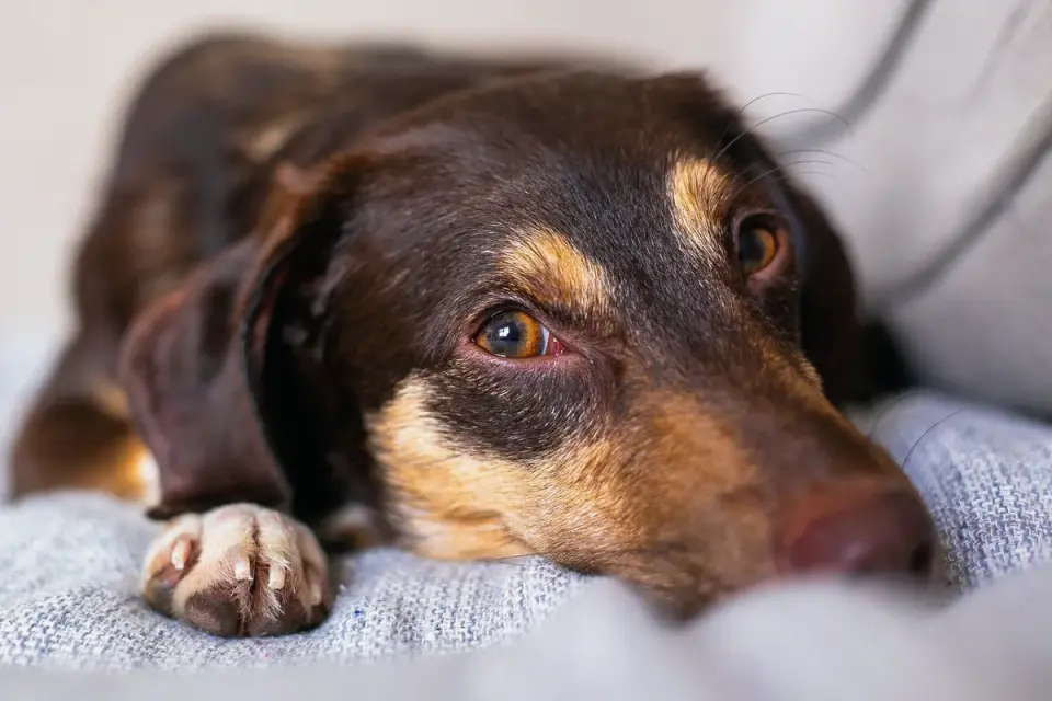 Dog resting at home
