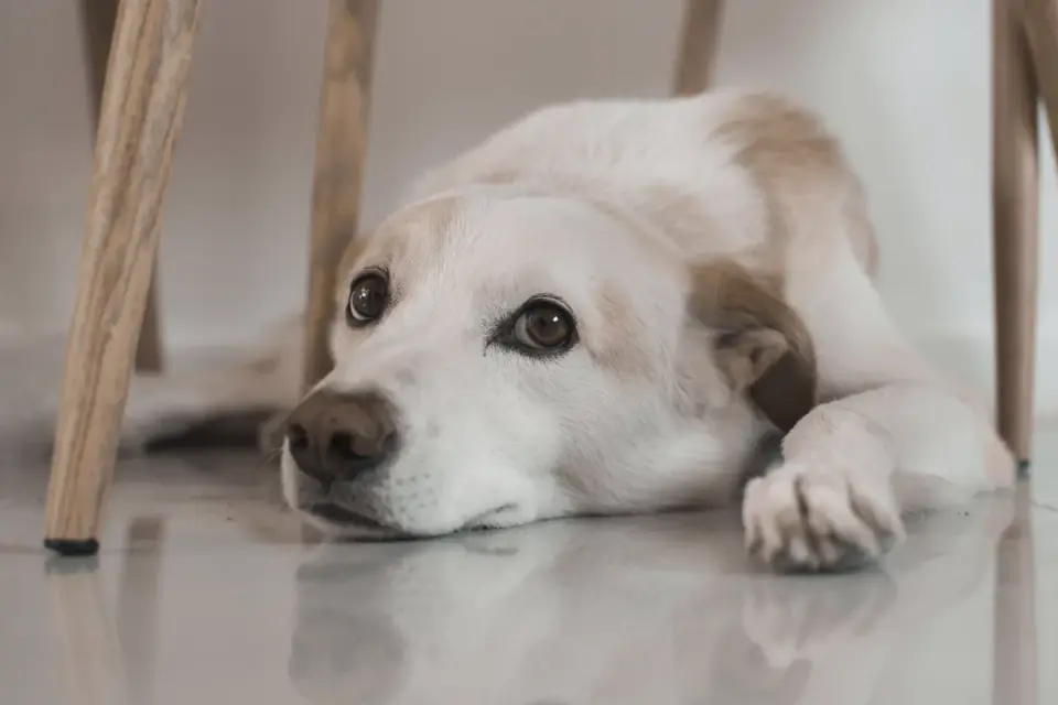 Dog resting at home