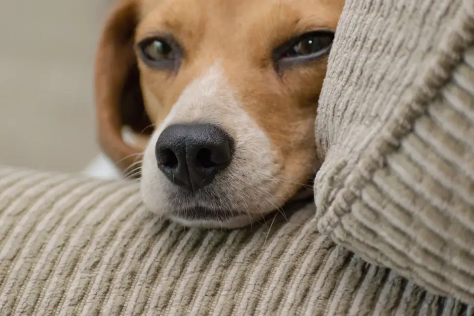 Dog resting at home