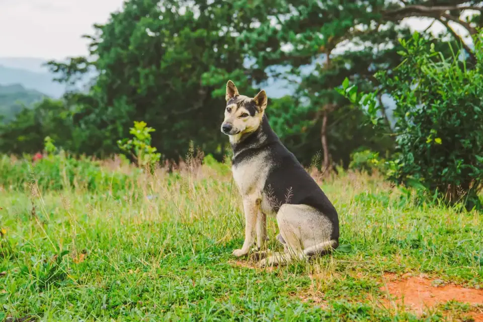 Dog sitting with an owner