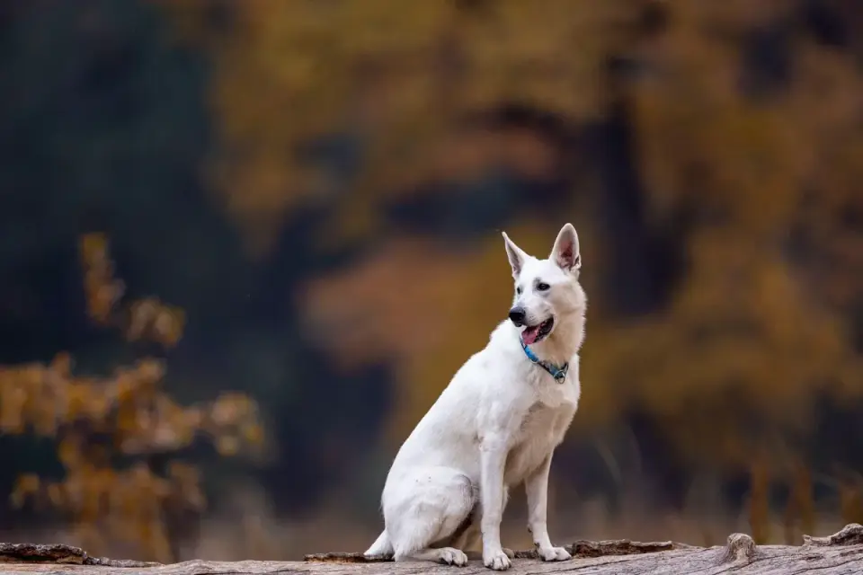 Dog sitting with an owner