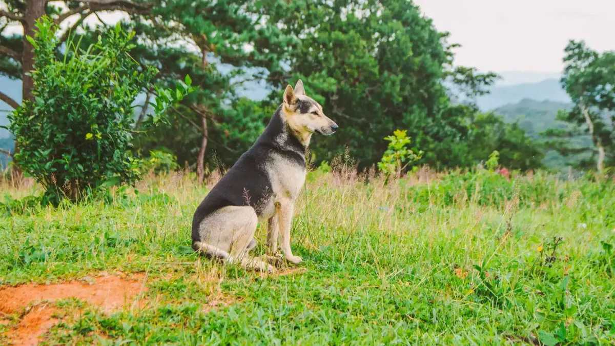Dog sitting with an owner