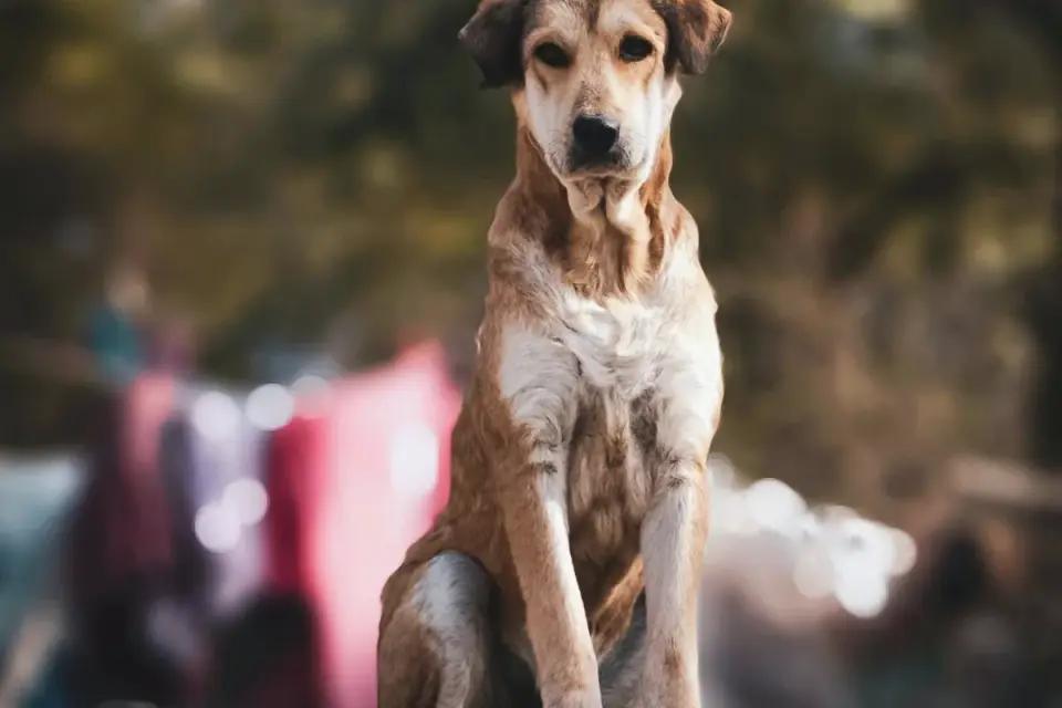 Dog sitting with an owner