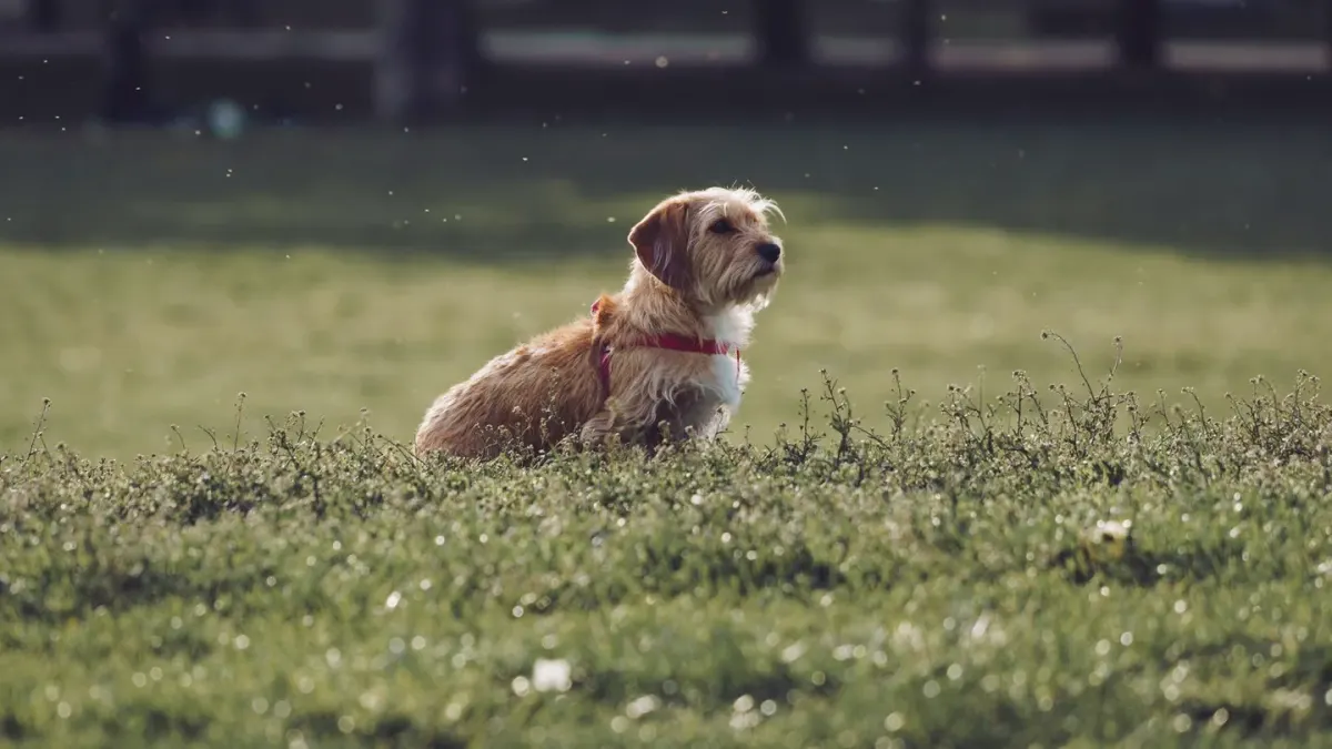 Dog sitting with an owner