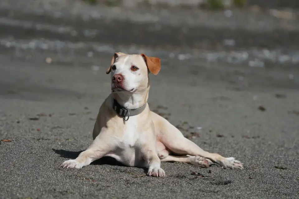 Dog sitting with an owner