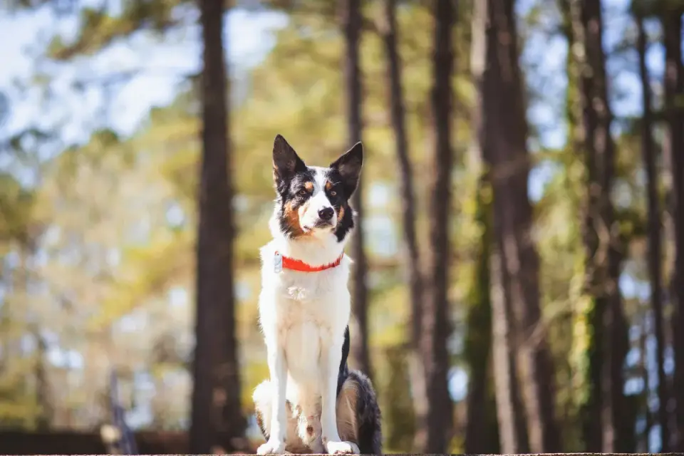 Dog sitting with an owner