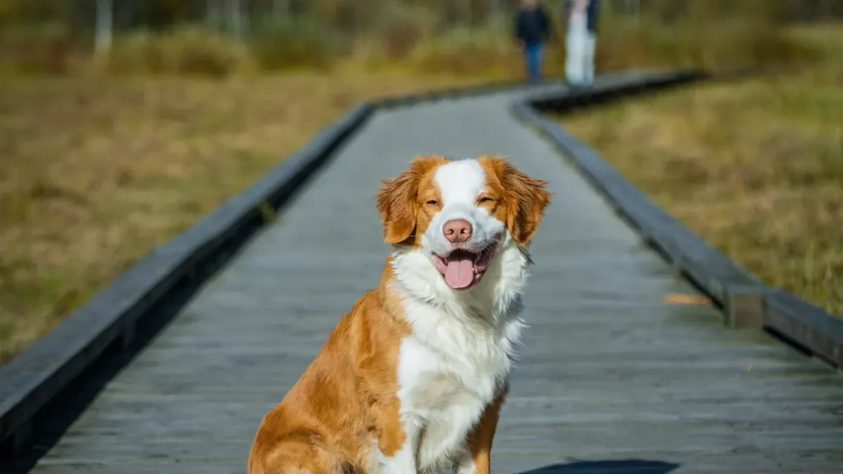 Dog sitting with an owner