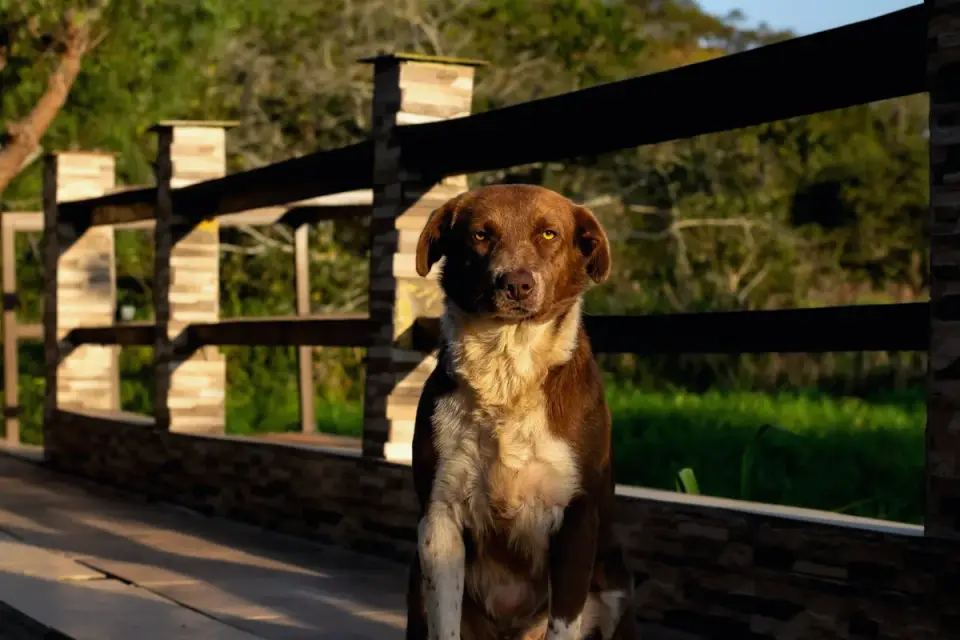 Dog sitting with an owner