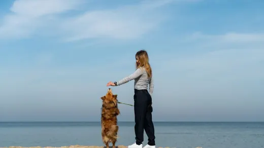 Dog training in park