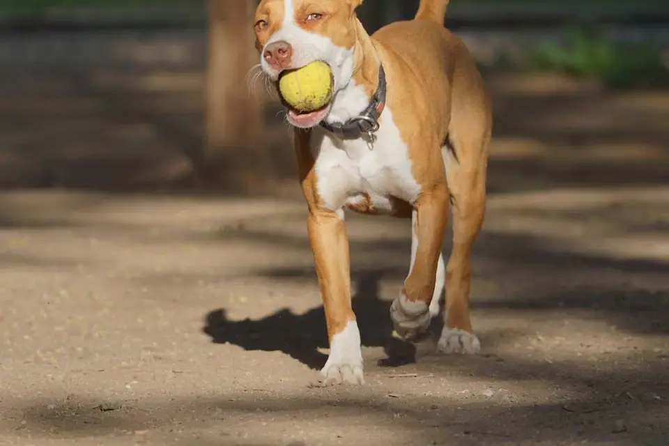 Dog training in park